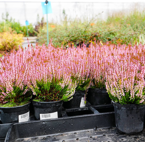 Wrzos pospolity Melissa różowy pączkowy