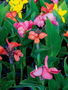 Kanna Paciorecznik mix Canna indica nasiona 1g