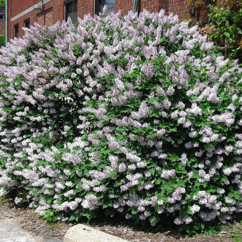 Lilak koreański rozpierzchły Miss Kim (C2)