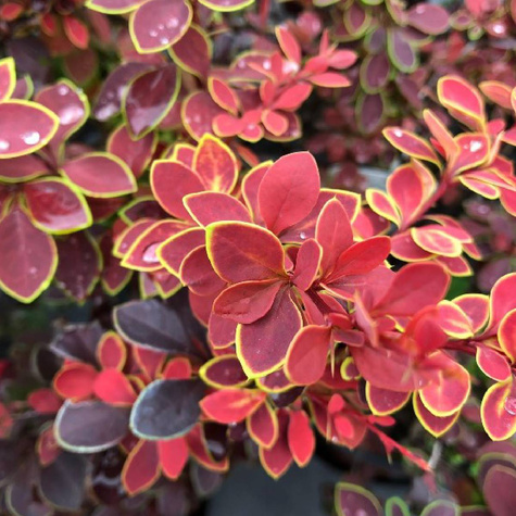 Berberys Thunberga Coronita (C2)