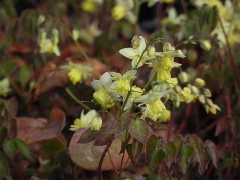 Epimedium pstre Sulphureum (C2)