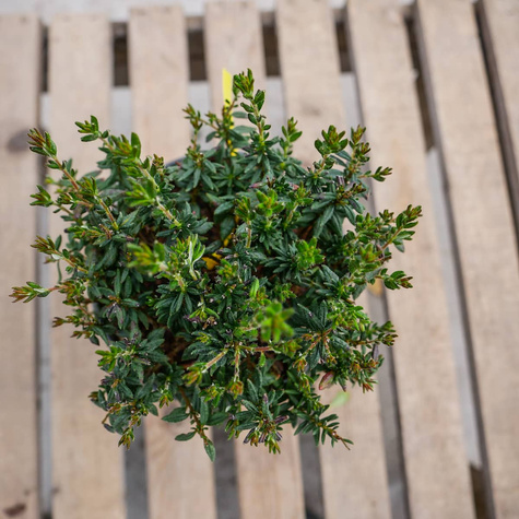 Dabecja kantabryjska (C2)