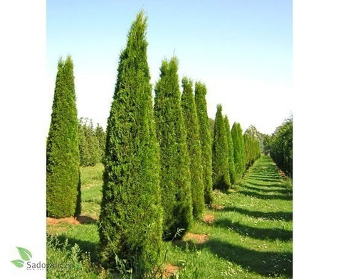 Tuja Thuja Smaragd Żywotnik zachodni 110-125cm w doniczce