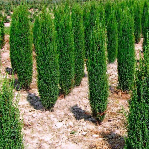 Jałowiec pospolity Arnold