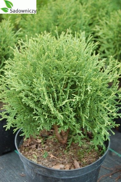 Thuja Tuja Żywotnik zachodni Little Dorrit kulka (C2)