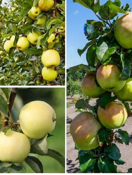 Zestaw Jabłoni Staropolskich Smak Dawnych Sadów Plant Pack