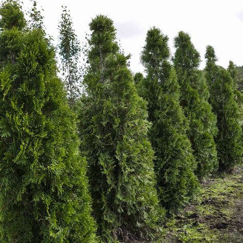 Thuja Tuja Żywotnik Smaragd Zielona zimą (C2)