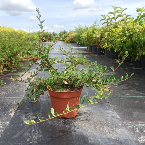 Irga szwedzka Skogholm (C1.7)