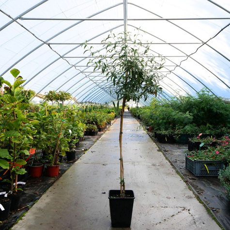 Budleja Dawida Pienna Mix Kolorów (C2)