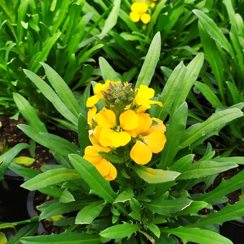 Pszonak Spring Feeling (C2)