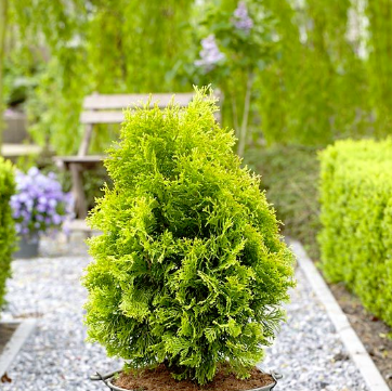 Thuja Tuja Żywotnik zachodni Golden Anne