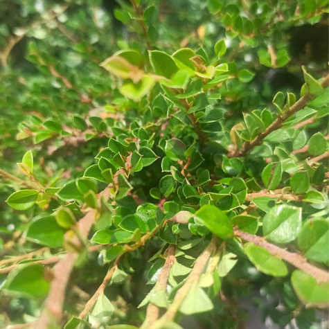 Irga karłowata Cotoneaster perpusillus (P9)