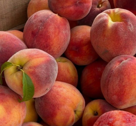 Brzoskwinia Modrinka Plant Pack