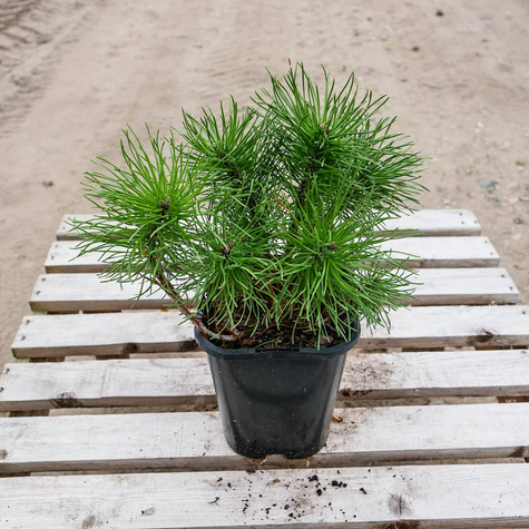 Sosna górska kosodrzewina Mughus P9