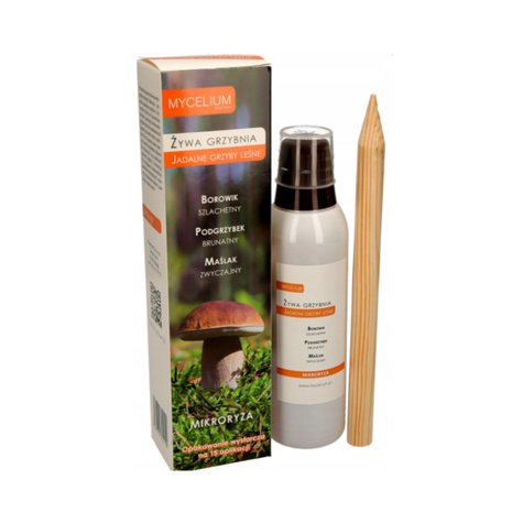 Grzybnia Mikoryza Jadalne Grzyby Leśne mix Podgrzybek Prawdziwek Maślak