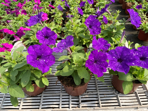 Surfinia fioletowa Gwieździste Niebo Night Sky NOWOŚĆ