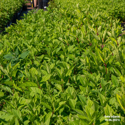 Hortensja bukietowa Tardiva (C2)