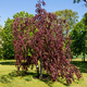 Buk pospolity zwyczajny Purpurea Pendula (C2)