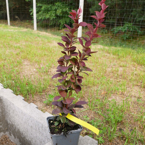 Berberys thunberga Dariusz (P9)