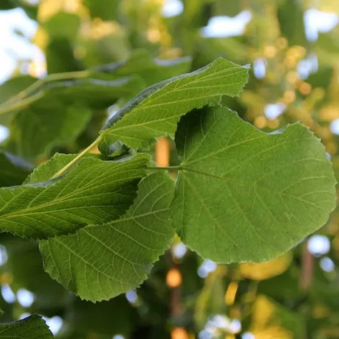 Lipa szerokolistna (C2)