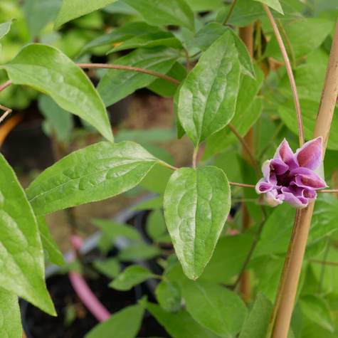 Powojnik Clematis wielkokwiatowy Nelly Moser (C2)