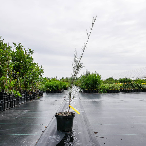 Tamaryszek czteropręcikowy (C2)