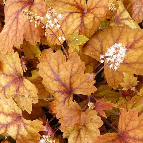 Żuraweczka Sweet Tea (C2)