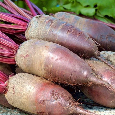 ZESTAW ALLEGRO Burak ćwikłowy OPOLSKI 20g