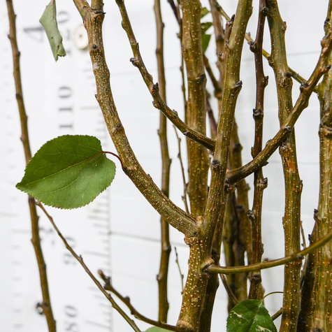 Morela Lescora Plant Pack