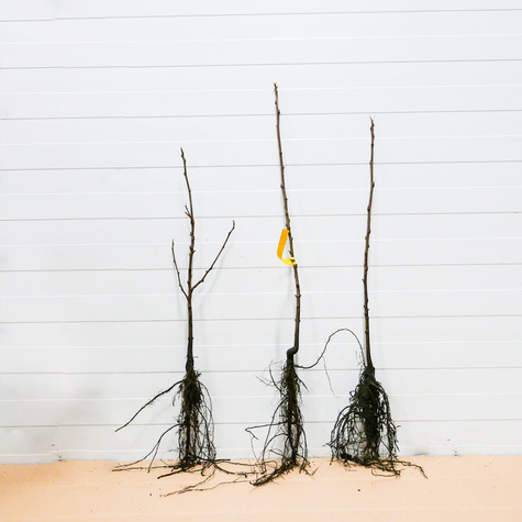 Kasztan jadalny Plant Pack