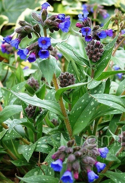 Miodunka długolistna (C2)