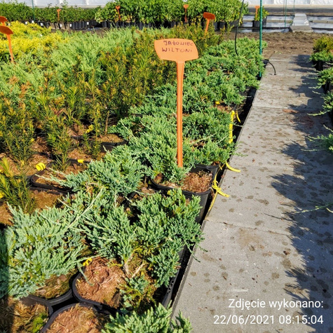 Jałowiec płożący Wiltonii (C2)