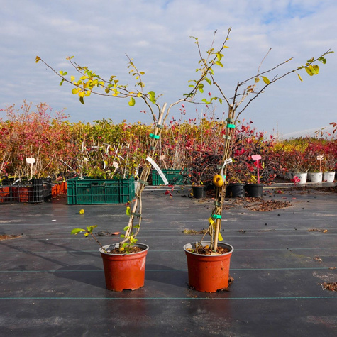 Pigwowiec japoński Cido w doniczce (C2)