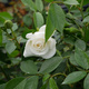 Róża pnąca BIAŁA