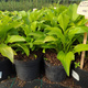 Funkia Hosta Royal Standard (C2)
