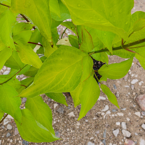 Dereń biały Aurea (P9)