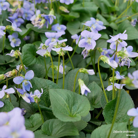 Fiołek motylkowaty Freckles