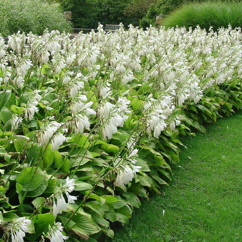 Funkia Hosta Royal Standard (P9)