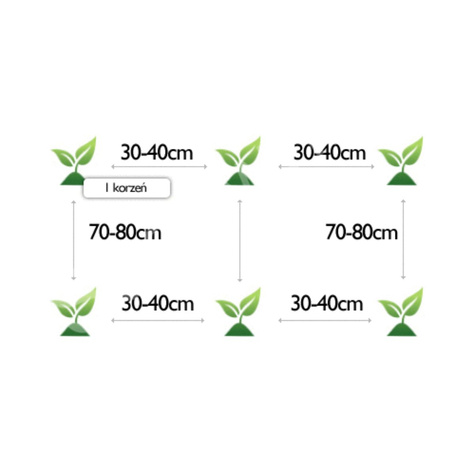 ZESTAW ALLEGRO Chrzan Biały pospolity ostry 1 sztuka