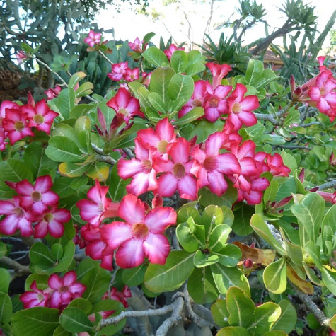 Róża pustyni Adenium opasłe 5szt nasion