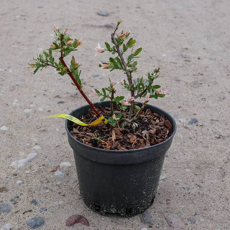 Wierzba całolistna Hakuro Nishiki forma krzewiasta (C2)