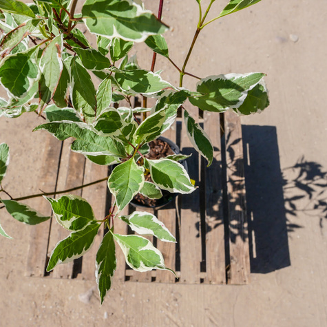 Dereń biały Elegantissima (C2)