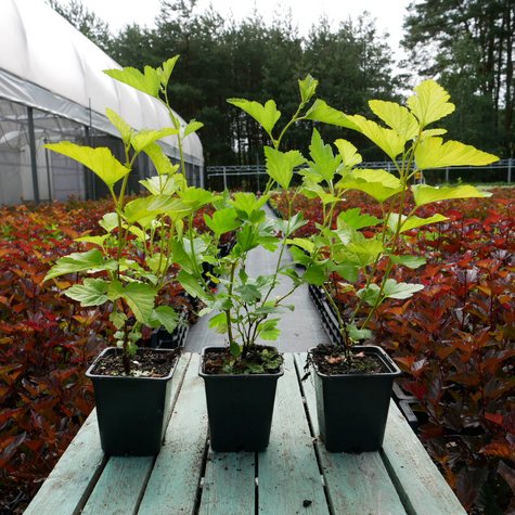 Pęcherznica kalinolistna Luteus (P9)