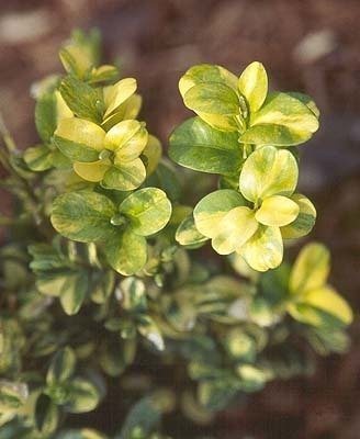 Bukszpan wieczniezielony Latifolia Maculata