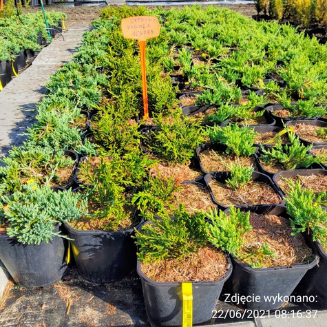 Cyprysik groszkowy Pygmea (C2)