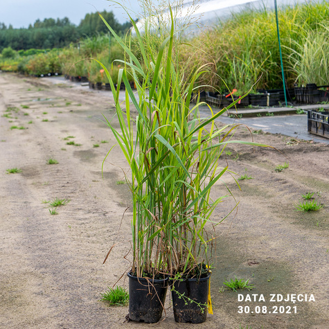 Proso rózgowate Strictum