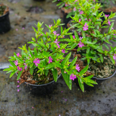 Kufea hyzopolistna różowa Mirt SADZONKA Zimozielona
