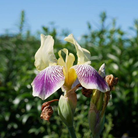 Kosaciec Irys mix kolorów i odmian