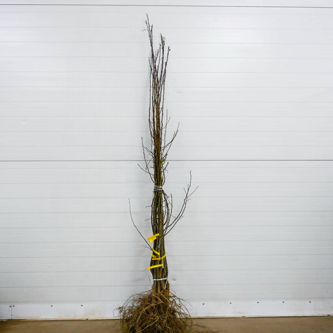 Śliwa Polinka Plant Pack