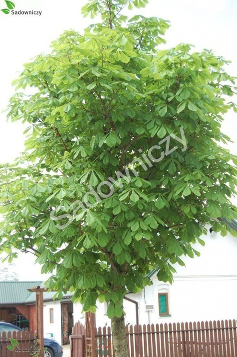 Kasztanowiec biały zwyczajny (C2)